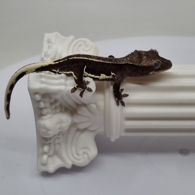 릴잔틱 슈퍼스트라이프