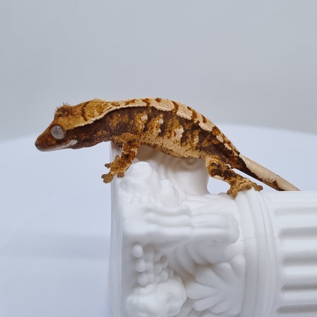 트라이 익스트림할리퀸 화이트핀 타이거 텐저린 노멀