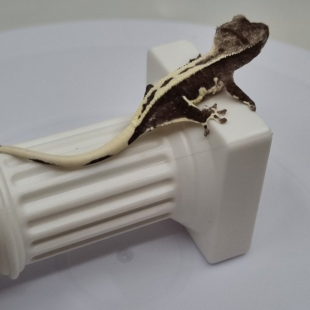 릴잔틱 슈퍼스트라이프 풀핀