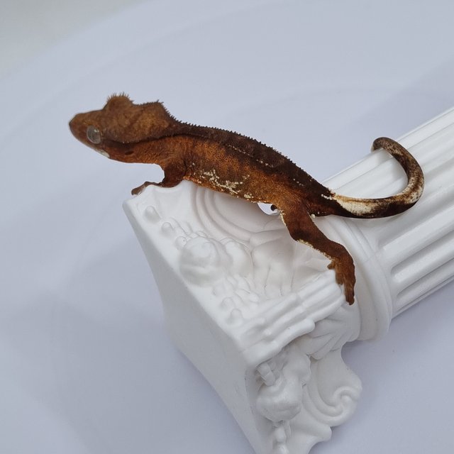 레드 팬텀 챠콜