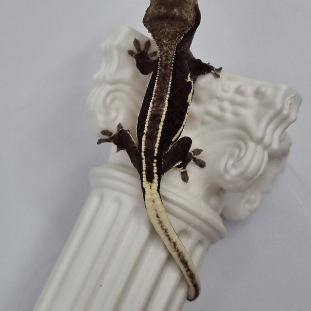 릴잔틱 슈퍼스트라이프