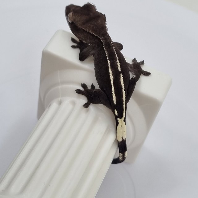 아잔틱 화이트핀