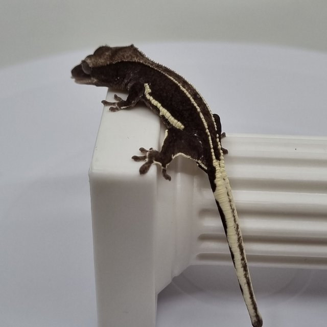 릴잔틱 슈퍼스트라이프