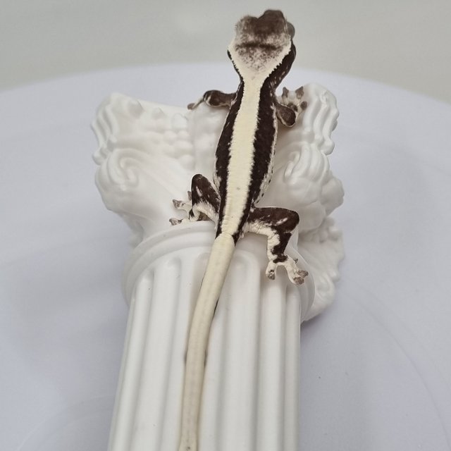 릴잔틱 솔리드백