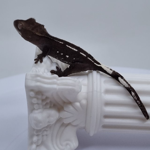 아잔틱 화이트핀 화이트포트홀