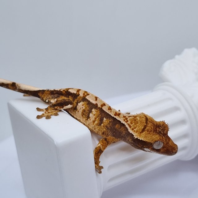 트라이 익스트림할리퀸 화이트핀 타이거 텐저린 노멀