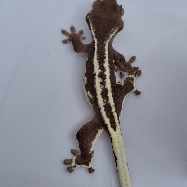 릴잔틱 드리피 화이트핀 화이트포트홀