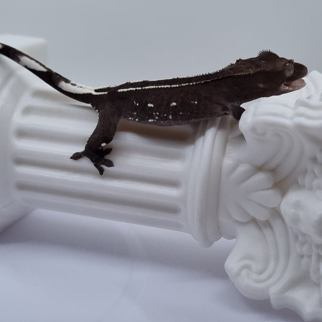 아잔틱 화이트핀 화이트포트홀