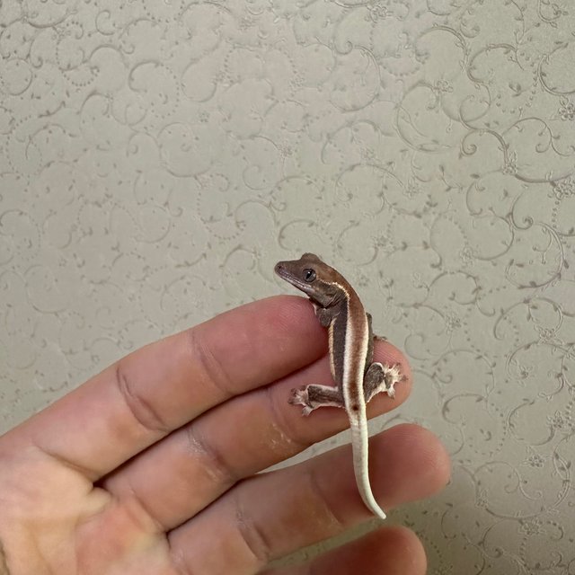 릴리화이트 팬텀 엠티백