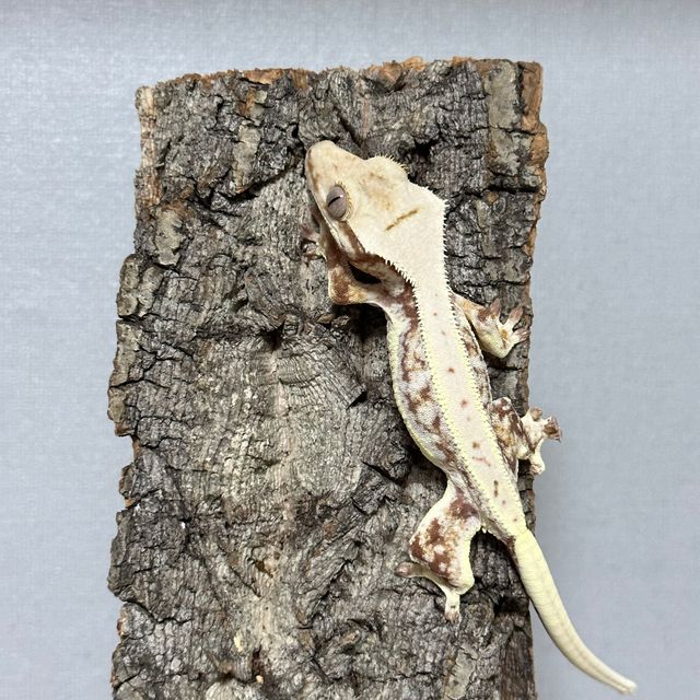 릴리화이트 레드