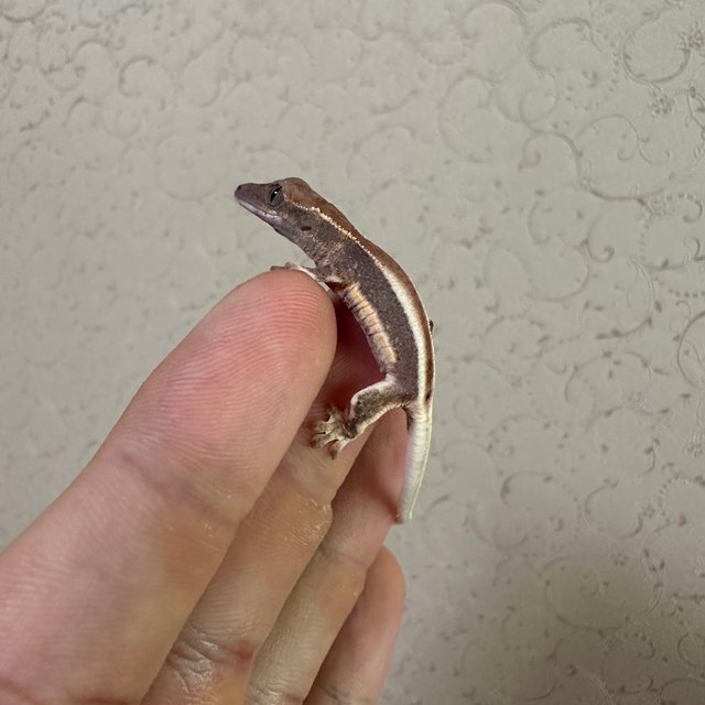 릴리화이트 팬텀 엠티백