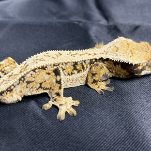 노멀 트라이 쿼드