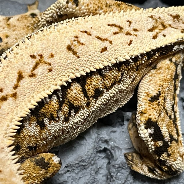 노멀 트라이 쿼드