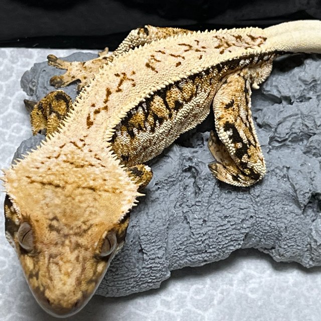 노멀 트라이 쿼드