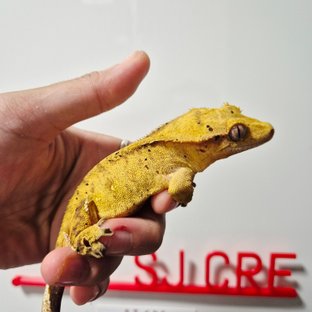 옐로우 달마시안