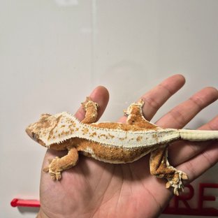 크림 릴리화이트 옐로우