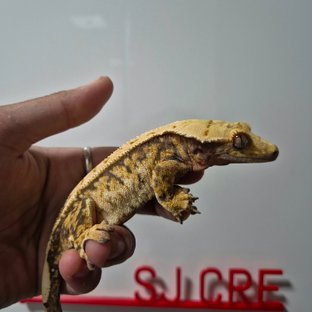 화이트스팟 트라이