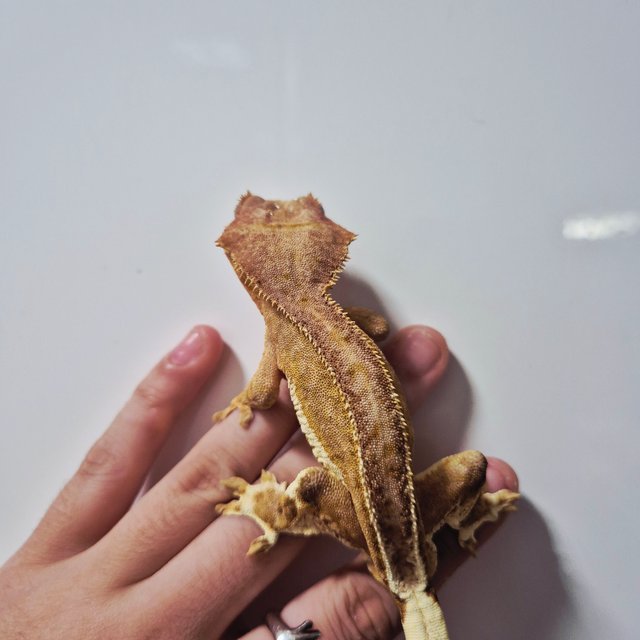 크림 팬텀 릴리화이트