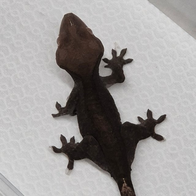 챠콜 팬텀 카푸치노