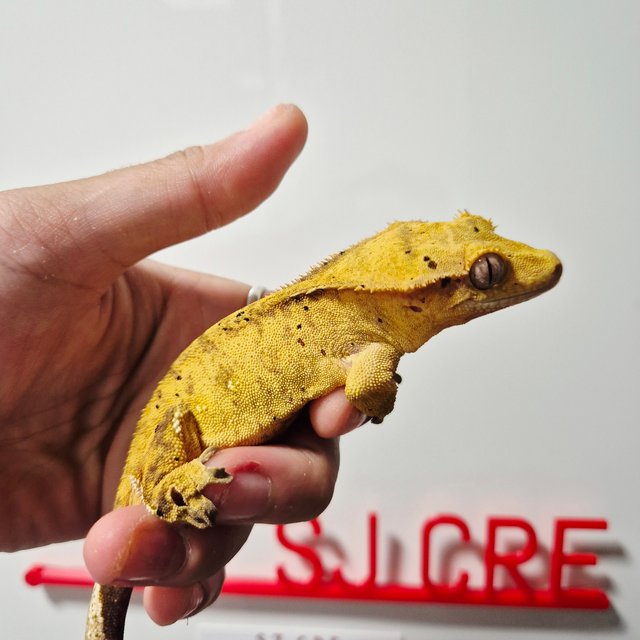 옐로우 달마시안