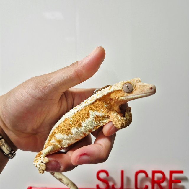 크림 릴리화이트 옐로우