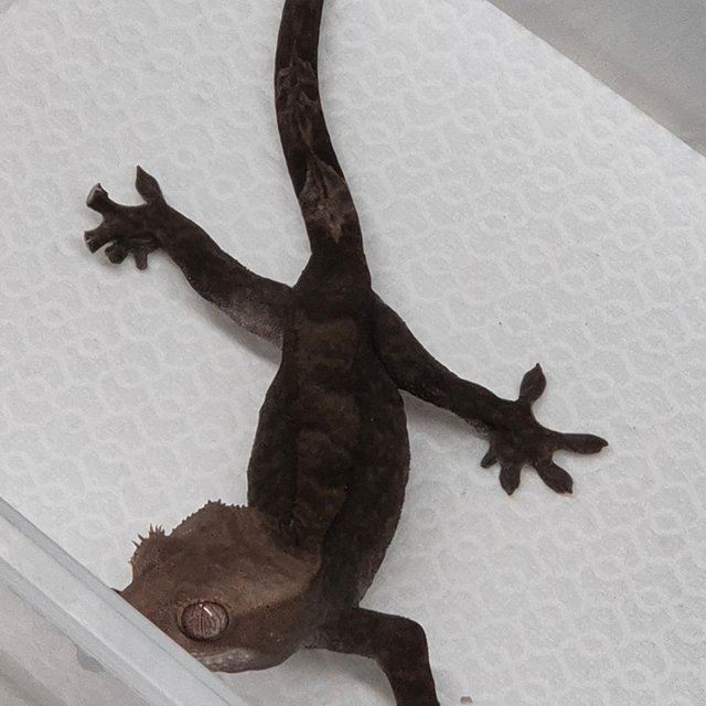 챠콜 팬텀 카푸치노