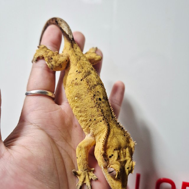 옐로우 달마시안