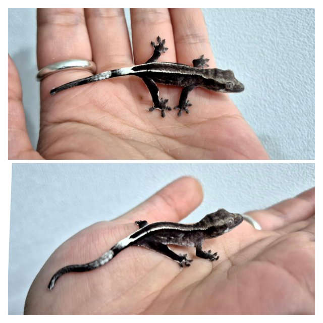 아잔틱 풀핀 화이트핀 화이트포트홀