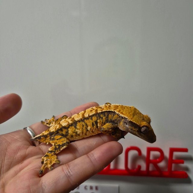 트라이 익스트림할리퀸 화이트스팟