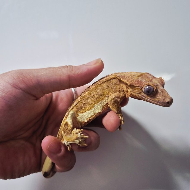 크림 팬텀 릴리화이트