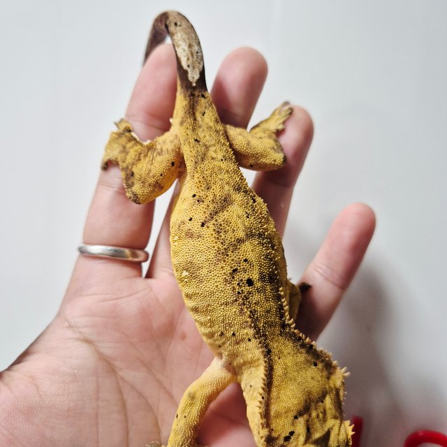 옐로우 달마시안