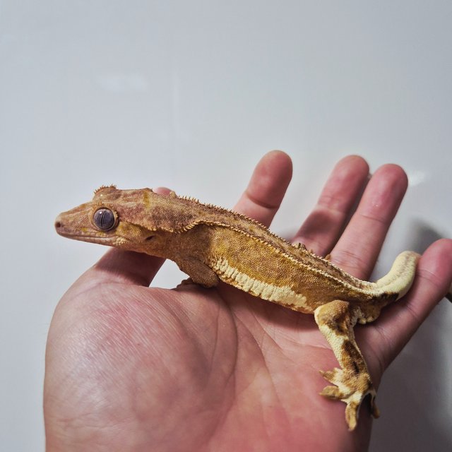 크림 팬텀 릴리화이트