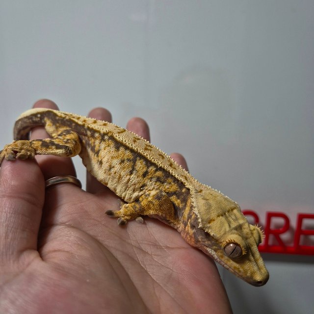 화이트스팟 트라이