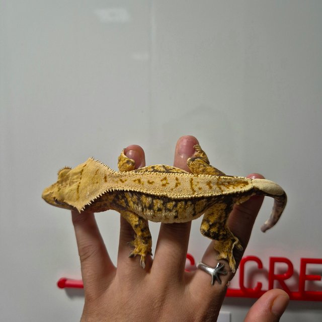 화이트스팟 트라이