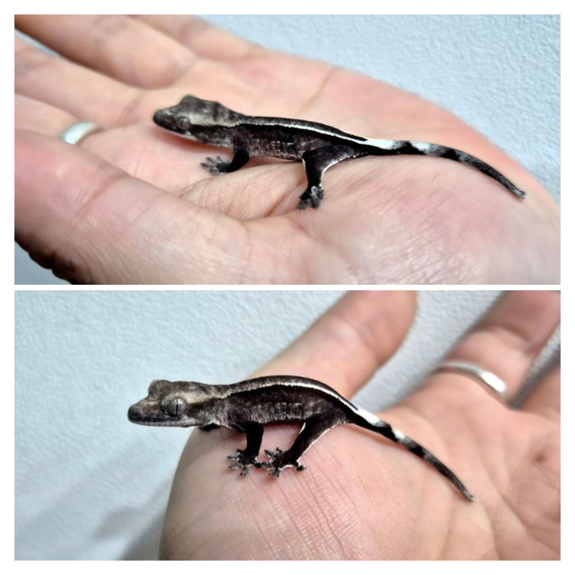 아잔틱 풀핀 화이트핀 화이트포트홀