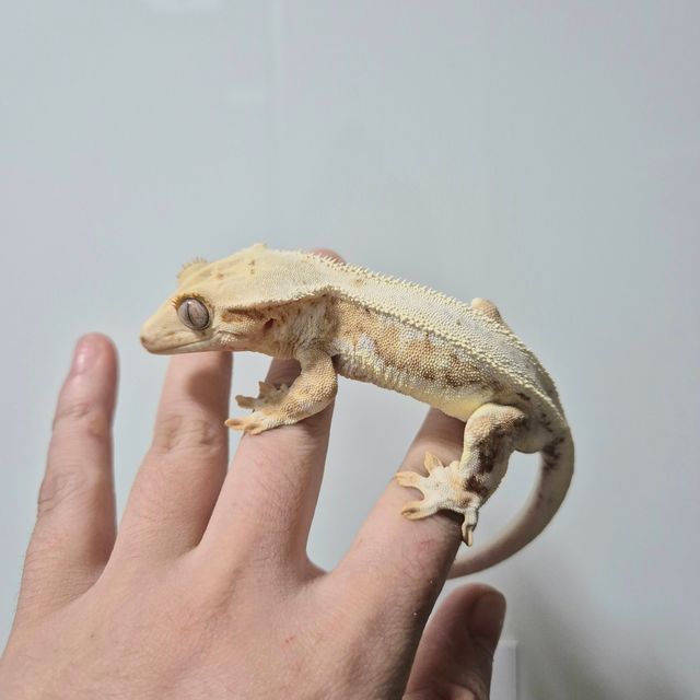 크림 크림시클 옐로우