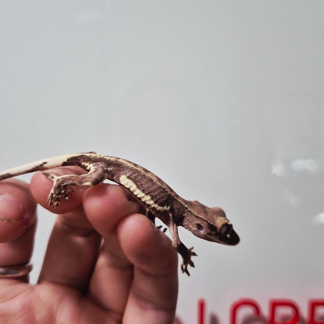 레드 팬텀 릴리화이트