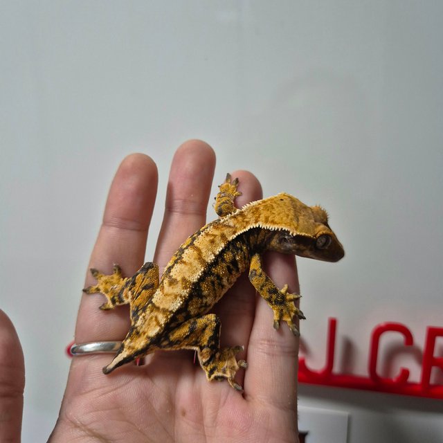 트라이 익스트림할리퀸 화이트스팟