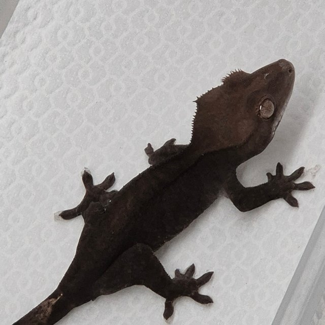 챠콜 팬텀 카푸치노