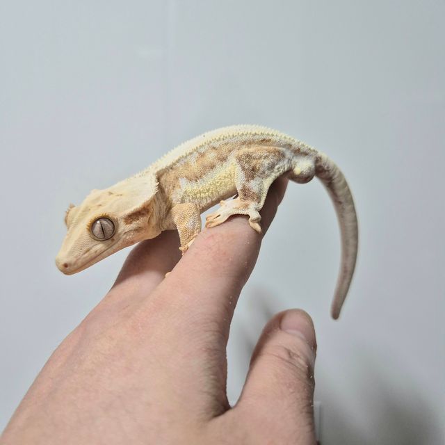 크림 크림시클 옐로우