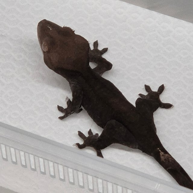 챠콜 팬텀 카푸치노