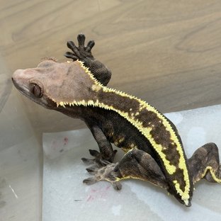 핀스트라이프 카푸치노 트라이