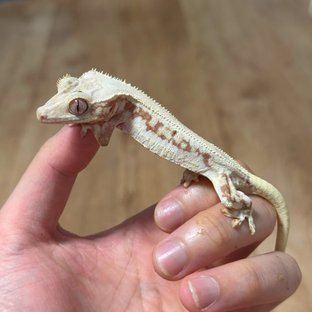 릴리화이트 레드