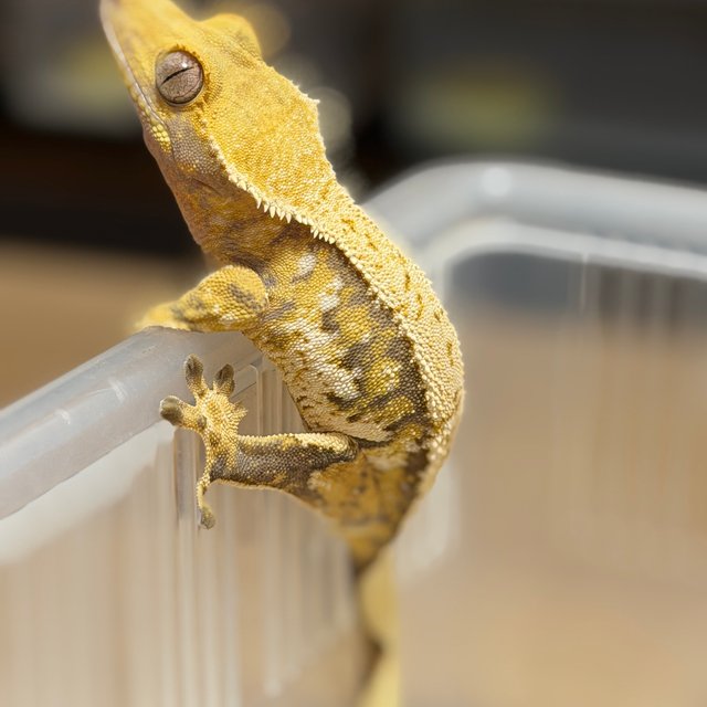 트라이 화이트스팟 화이트포트홀 화이트핀 텐저린