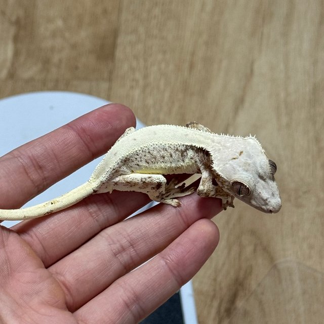 릴리화이트 크림시클 솔리드백