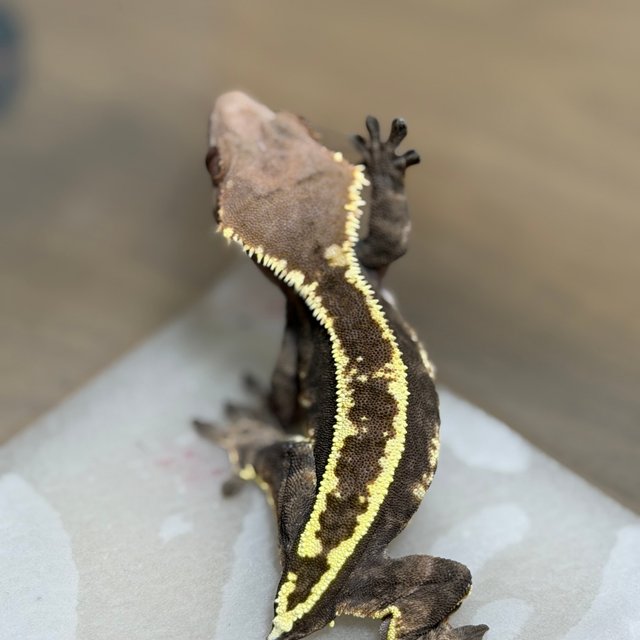 핀스트라이프 카푸치노 트라이