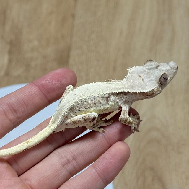 릴리화이트 크림시클 솔리드백