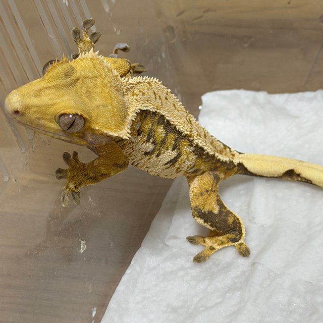 트라이 화이트스팟 화이트포트홀 화이트핀 텐저린