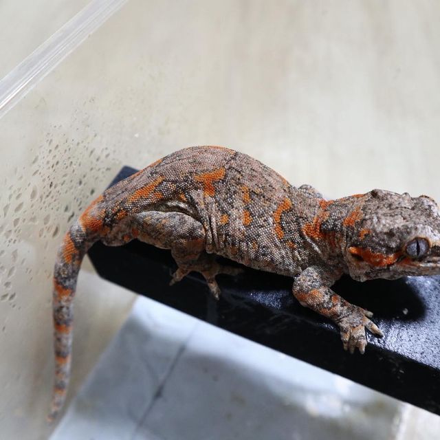 블로치드 오렌지