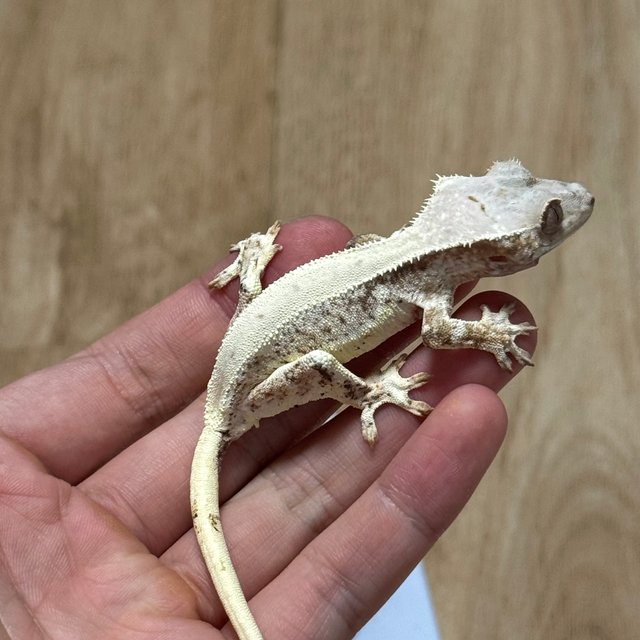 릴리화이트 크림시클 솔리드백